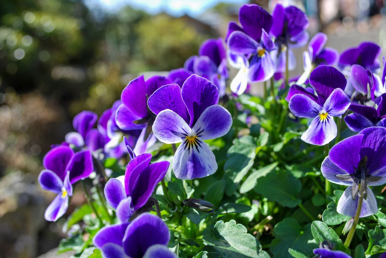 初心者におすすめ！春の紫色の花「パンジー」・「ビオラ」