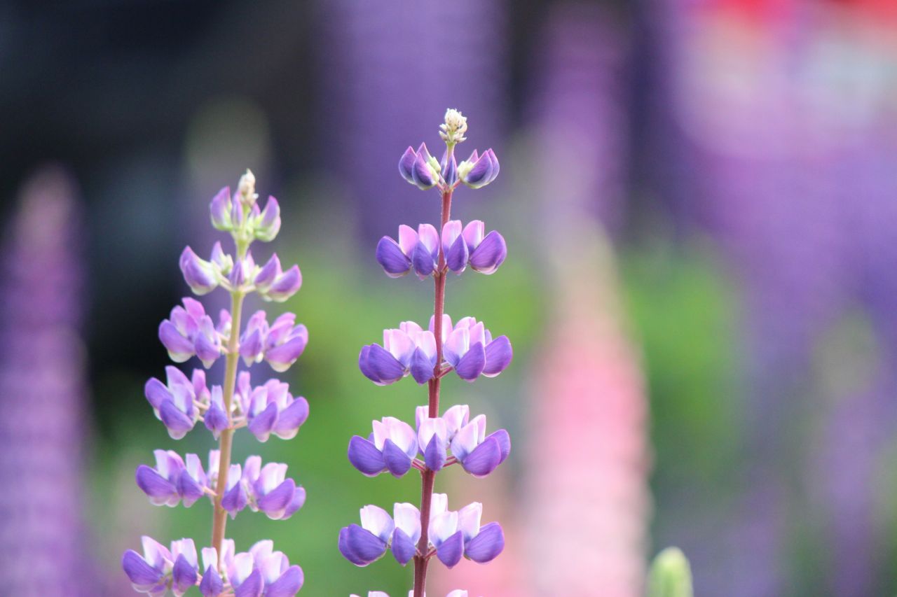 ユニークな見た目の春の紫色の花「ルピナス」