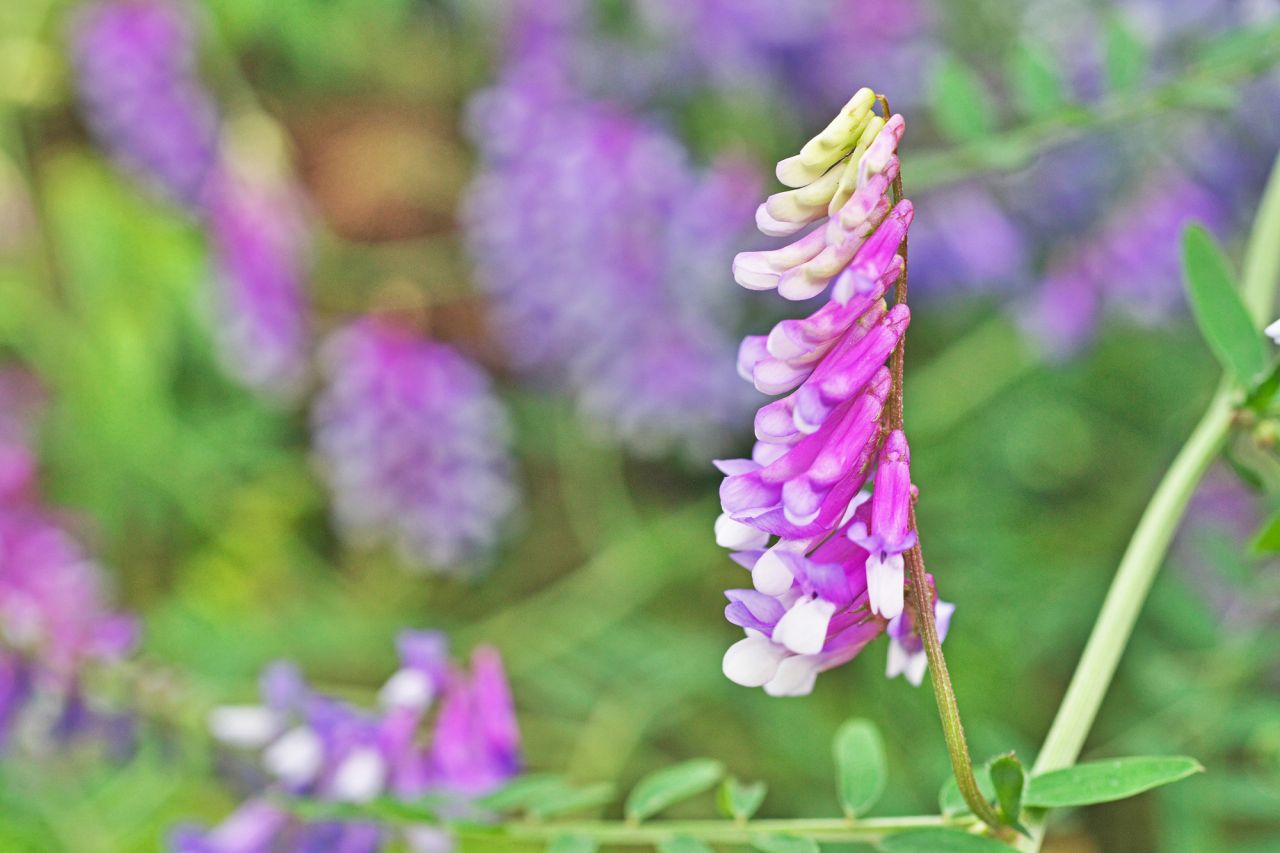 春に紫色の花が咲く植物の名前３選