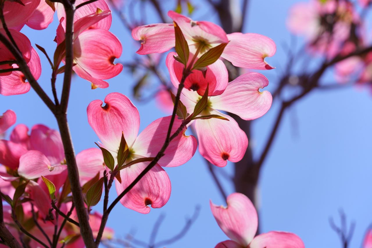 春に咲くピンクの花② ハナミズキ