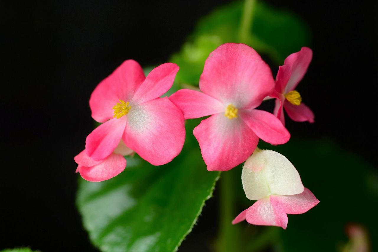 春に咲くピンクの花⑤ ベゴニア・センパフローレンス