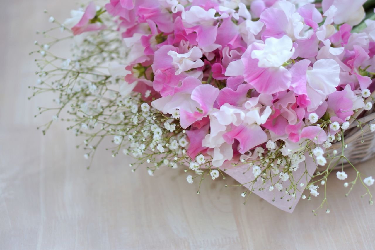 春に咲くピンクの花⑥ スイートピー