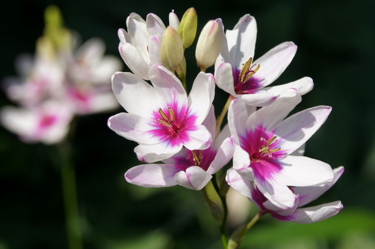 インパクトのある白と濃い紫の春の花「イキシア」