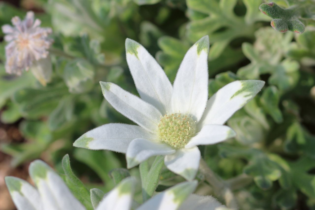 絨毛に覆われた花弁の春の白い花「フランネルフラワー」