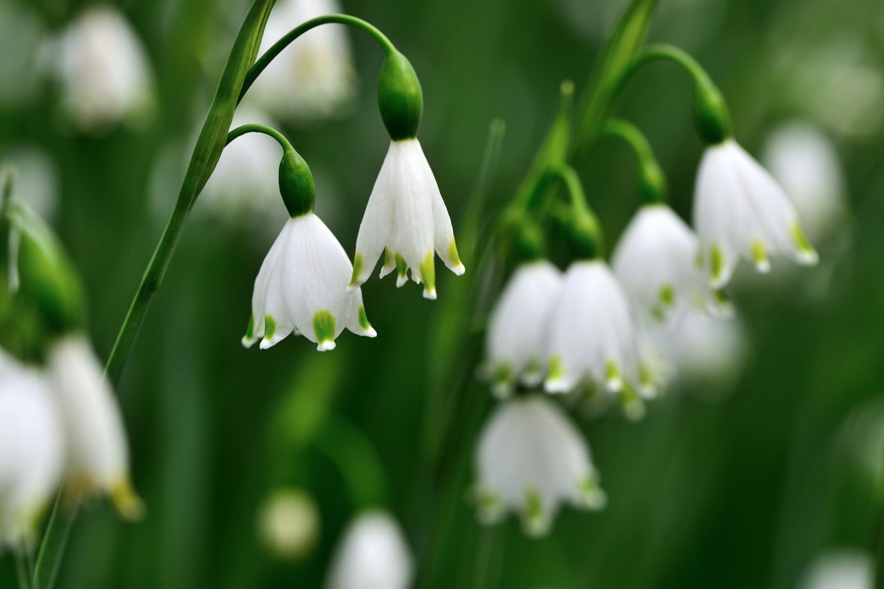 可愛らしさ抜群の春の白い花「スノーフレーク（鈴蘭水仙）」