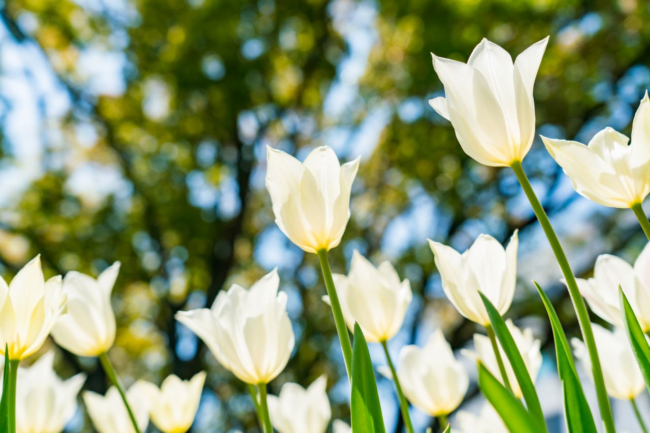 初心者でも育てやすい春の白い花「チューリップ」