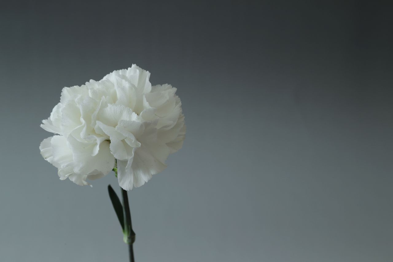 母の日の花でおなじみの白い花といえば「カーネーション」