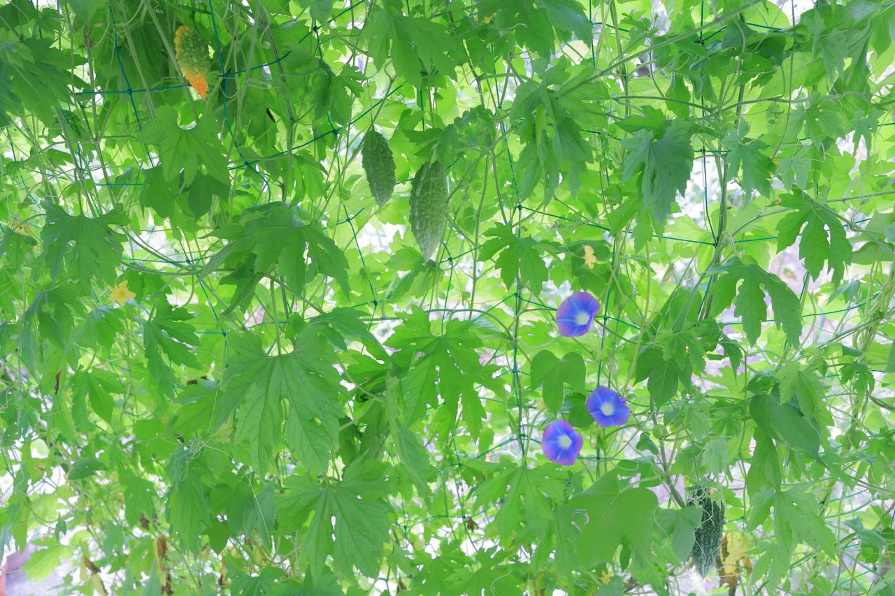 夏の花をおしゃれに飾るガーデニングの方法