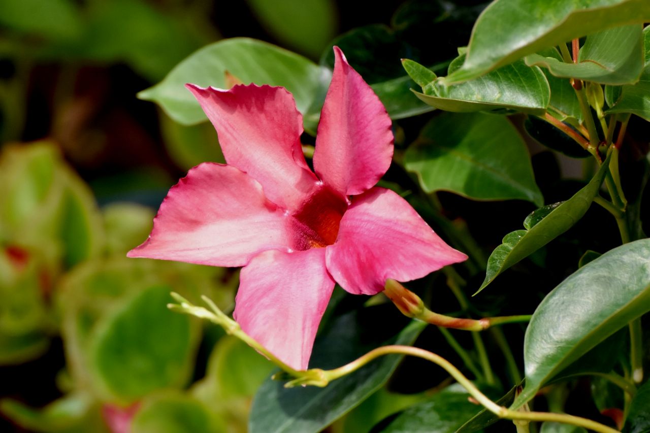 夏のガーデニングにおすすめの花�A サンパラソルシリーズ