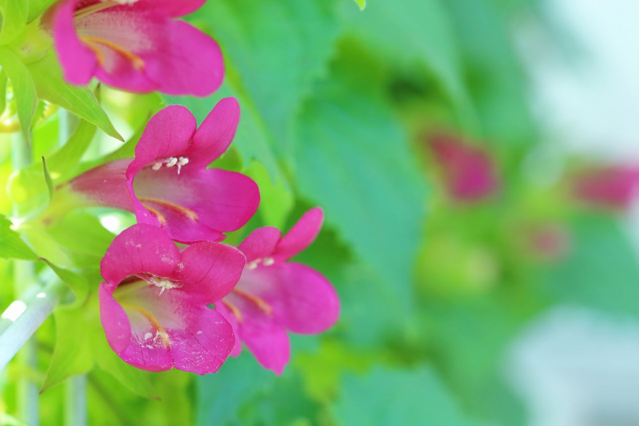 夏のガーデニングにおすすめの花�B ロフォス