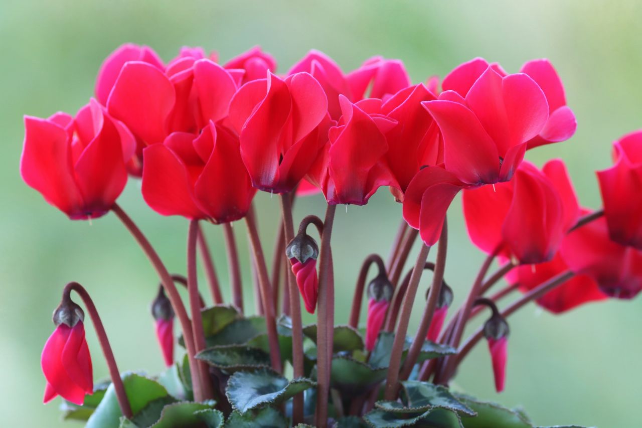 意外と知らない名前も多い？冬の花の特徴