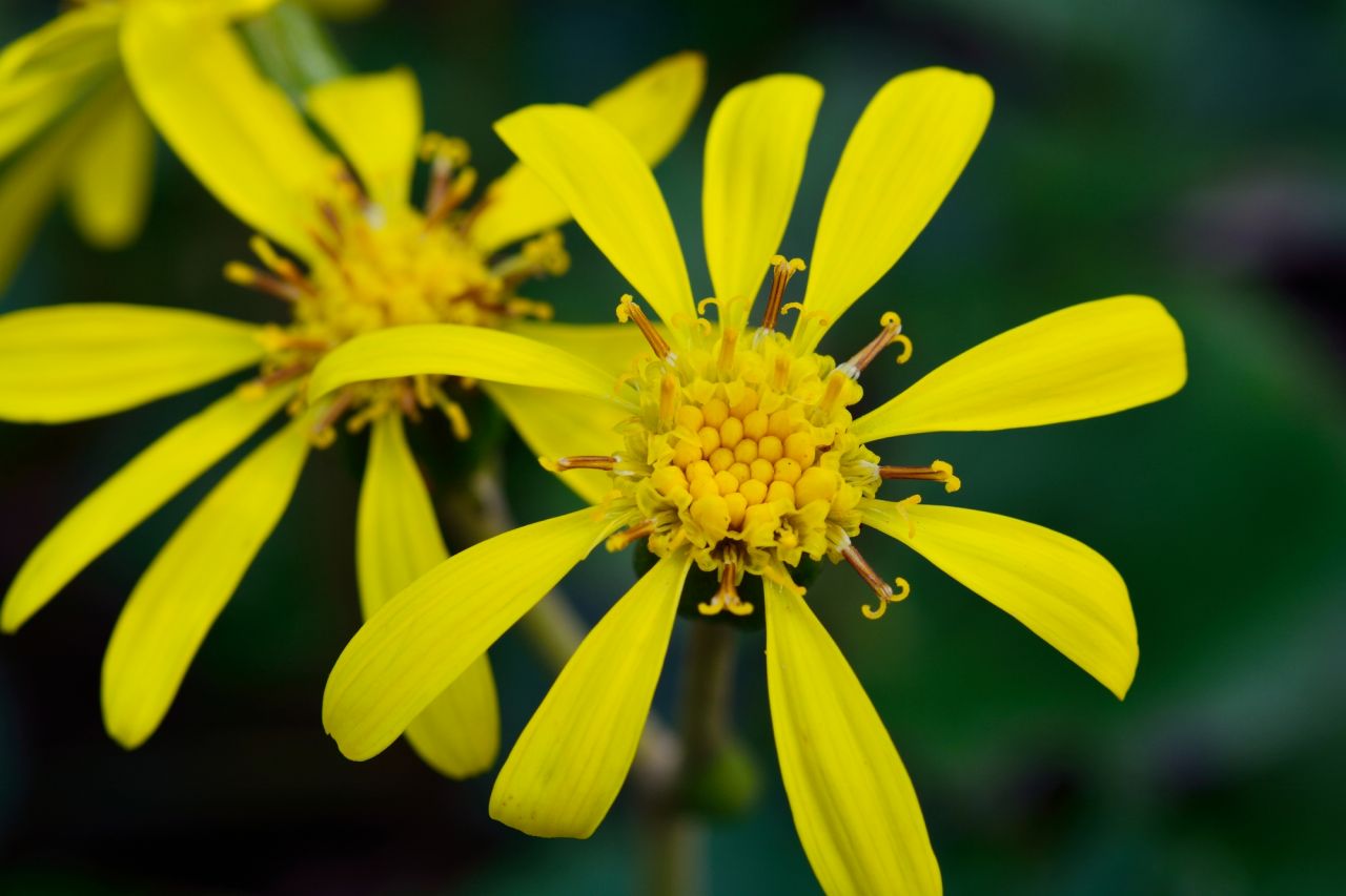 四季を感じられる冬の花の季語