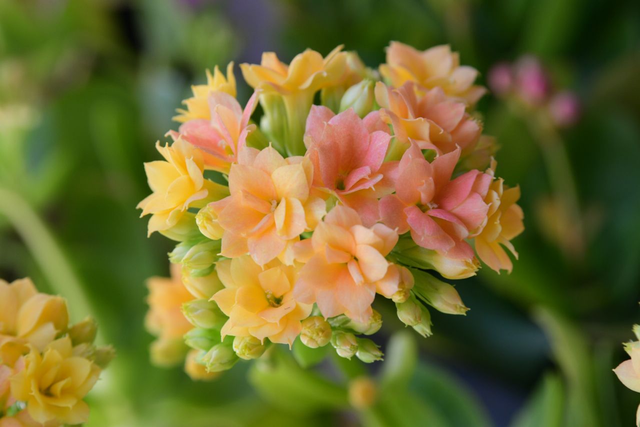 冬の花といえば「カランコエ」日照時間の調整で年中開花
