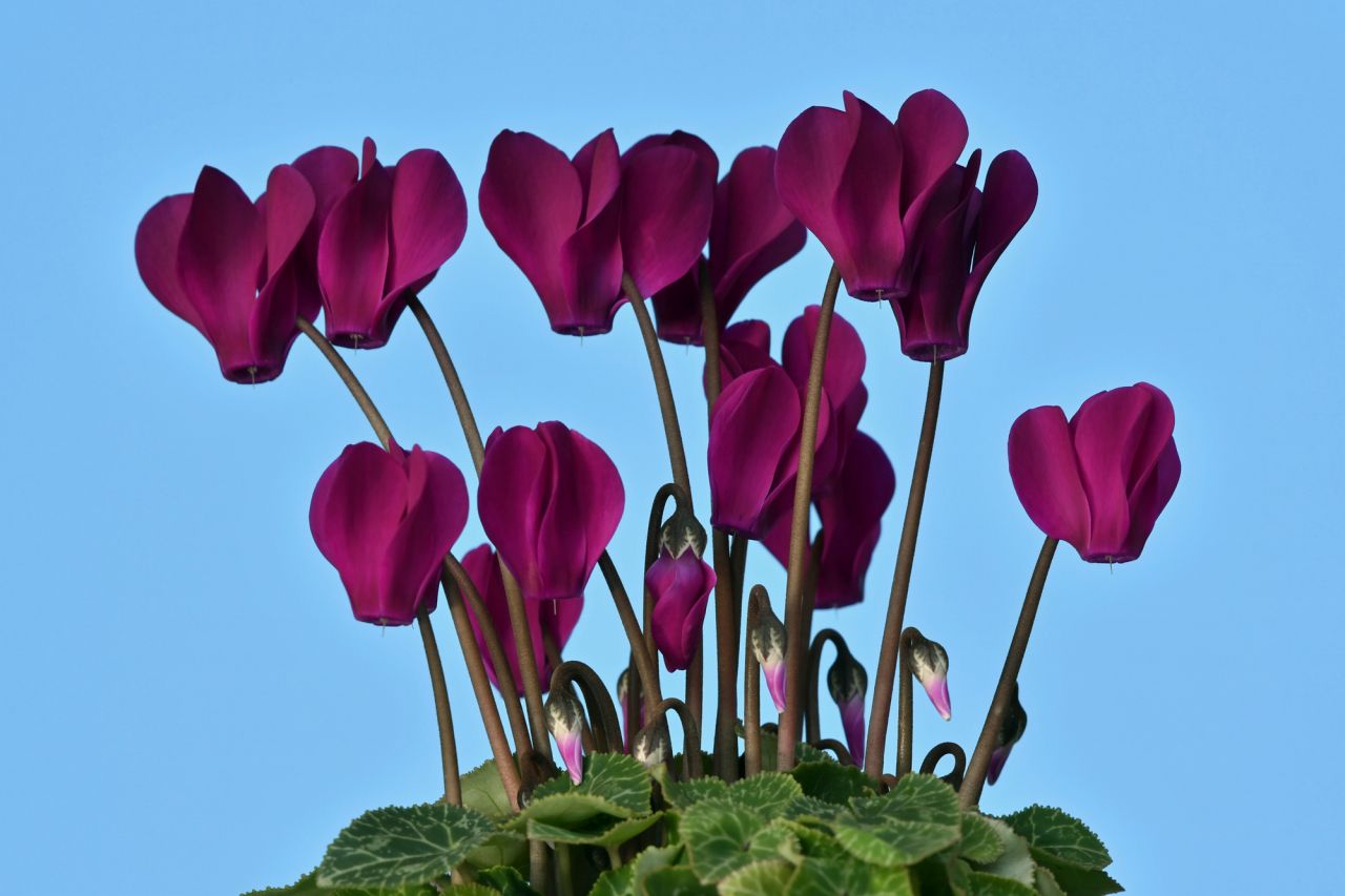 冬の花壇をおしゃれに作るポイント