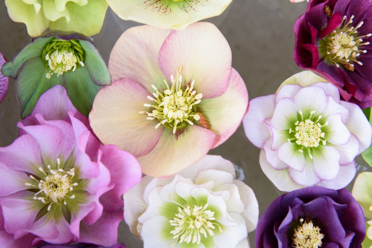 冬の花壇レイアウトでメインとなるおすすめの植物