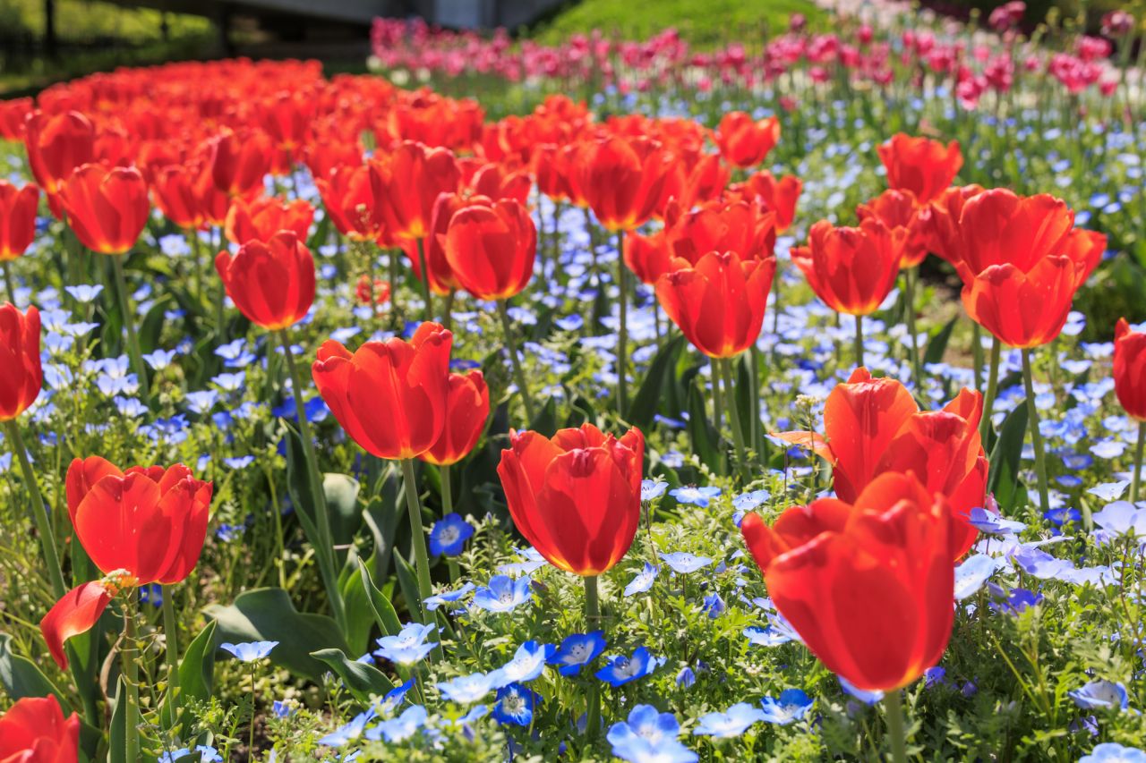 2月が誕生日の人に贈るおすすめの花はチューリップ