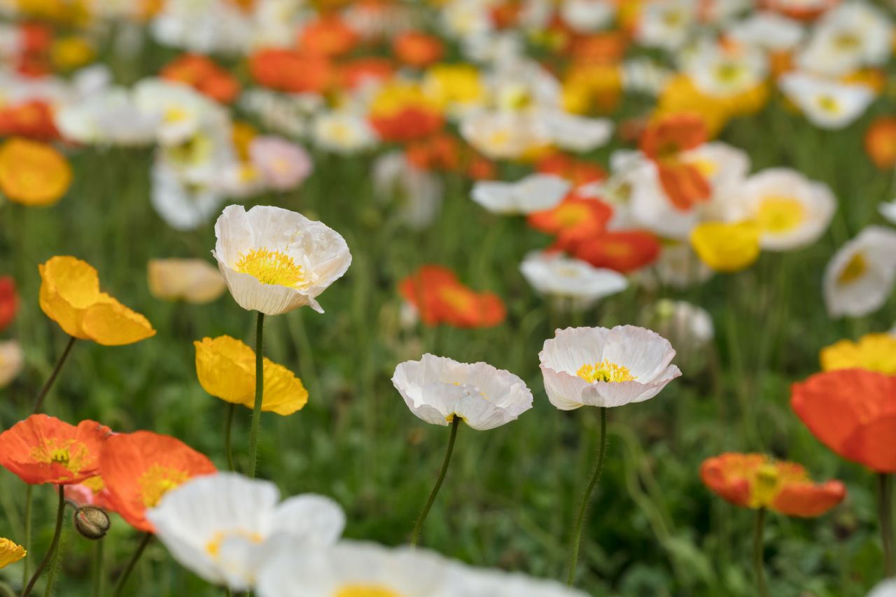 カラー別の豊富な花言葉からチョイスできる7月誕生花はポピー