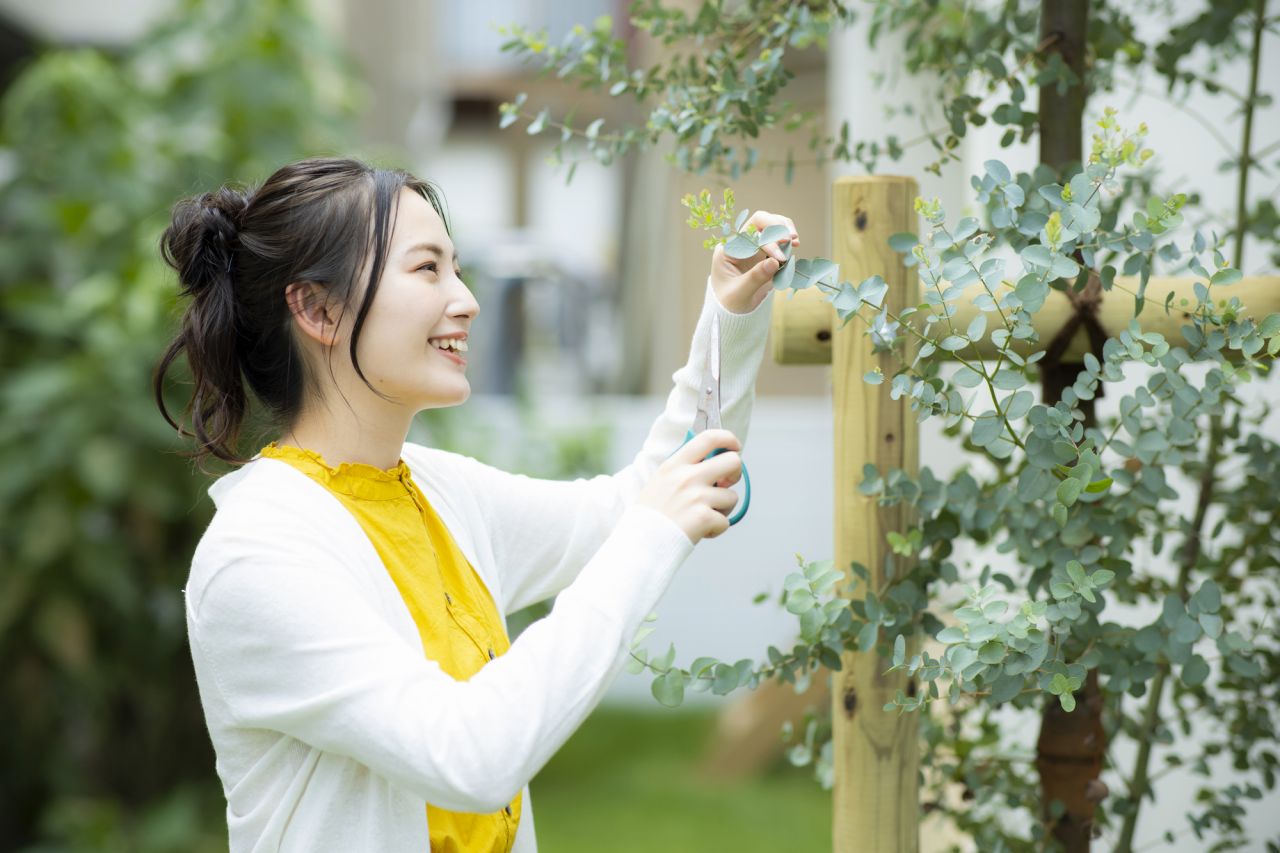 育て方(5)：花が終わったら「切り戻し」と「堀り上げ」