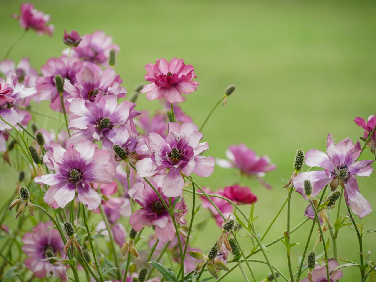 堀り上げ不要？植えっぱなしで開花する「ラックス」シリーズのラナンキュラス