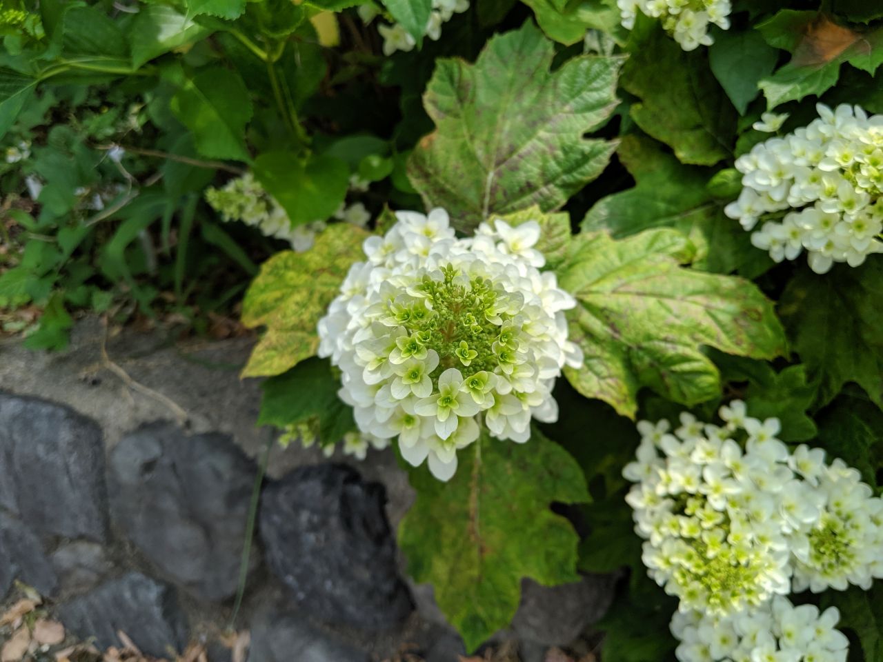 カスミソウと白い花を組み合わせる「純白のブーケ」