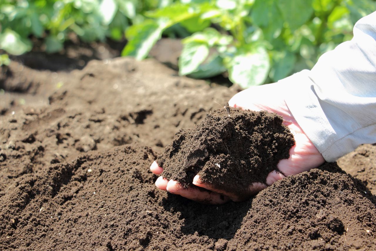 ミモザの鉢植えに最適の栽培環境とは