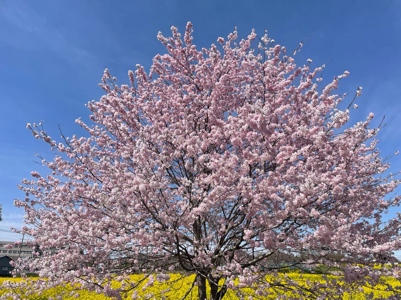 桜の花の基本情報