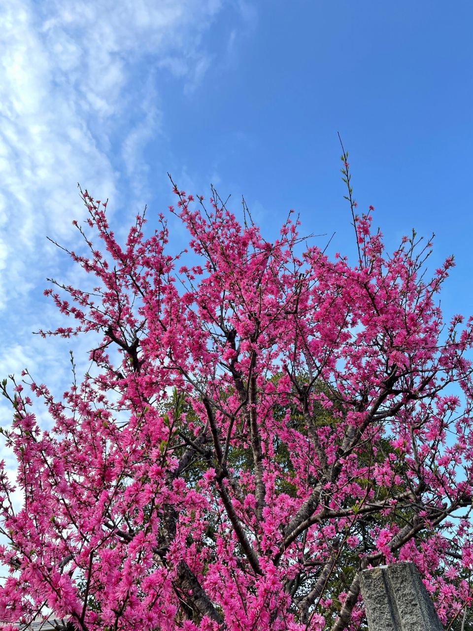 桜一般の花言葉は「精神美」や「優美な女性」