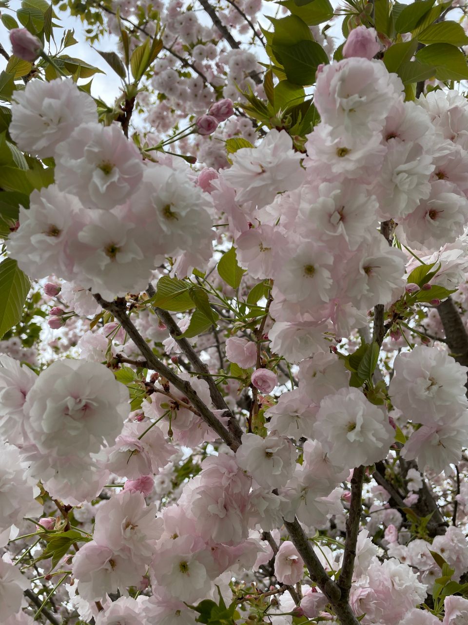 八重桜の花言葉は「豊かな教養」