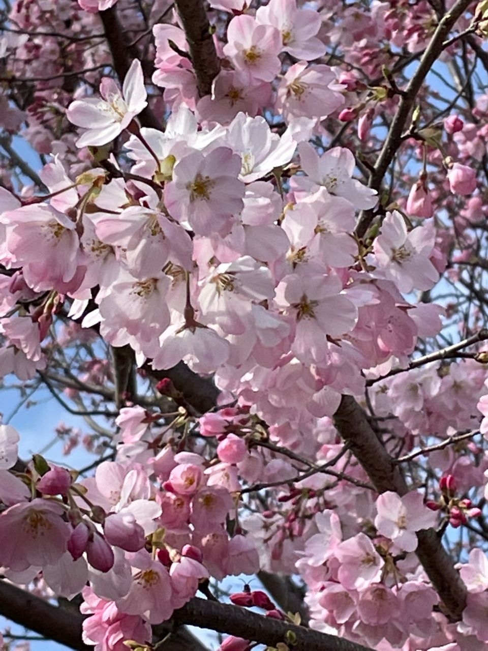 ヤマザクラ（山桜）の花言葉は「あなたに微笑む」