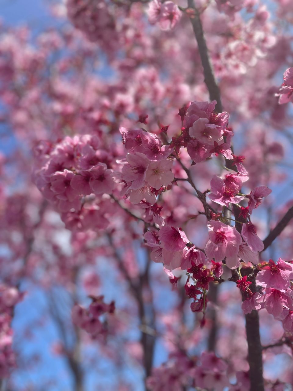 海外に伝わる桜の花言葉