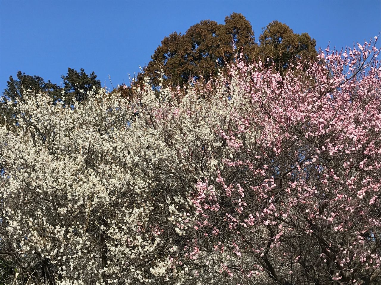 桜の風水的な意味合い