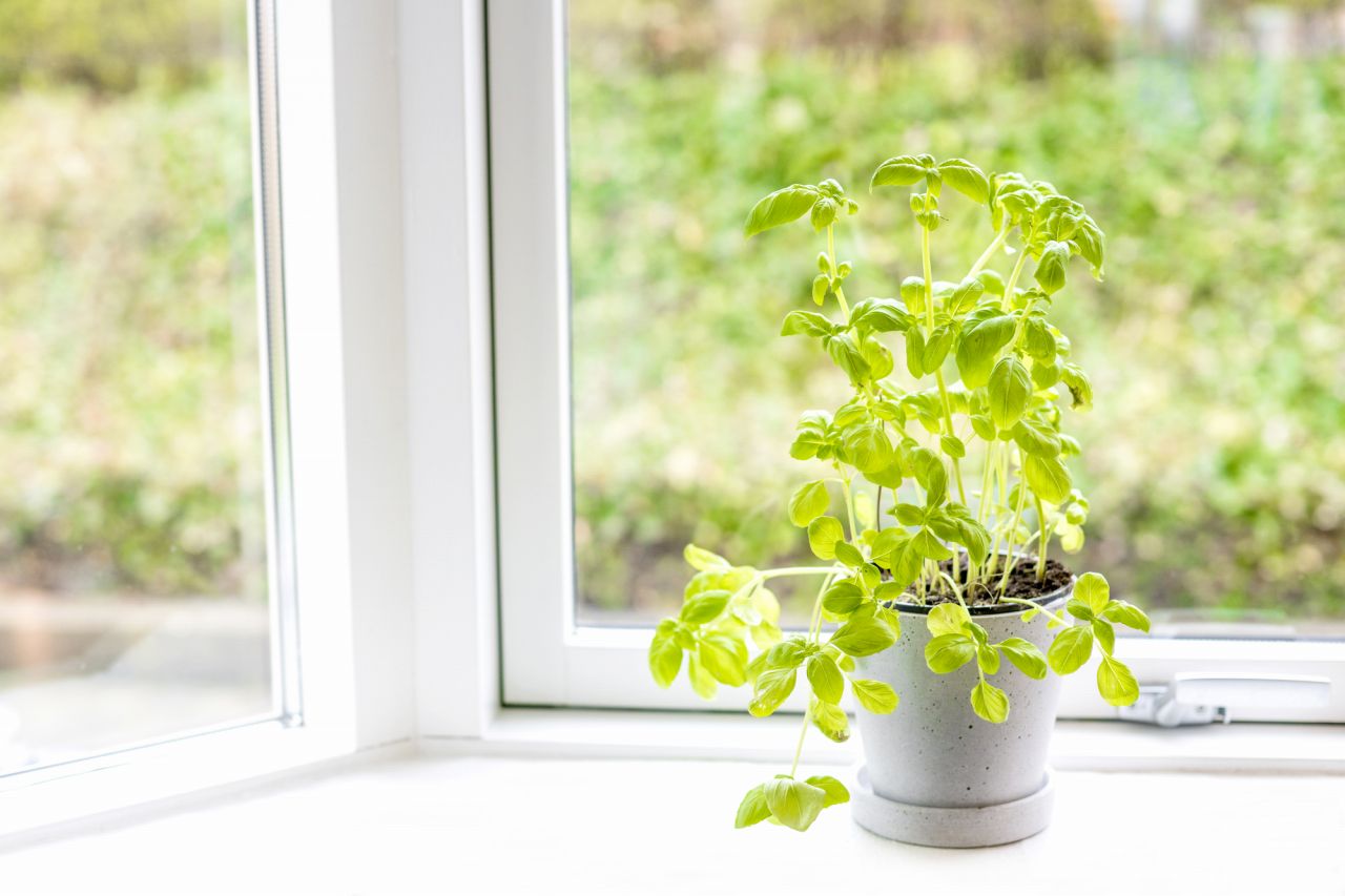 植え替えしたバジルの管理方法について解説