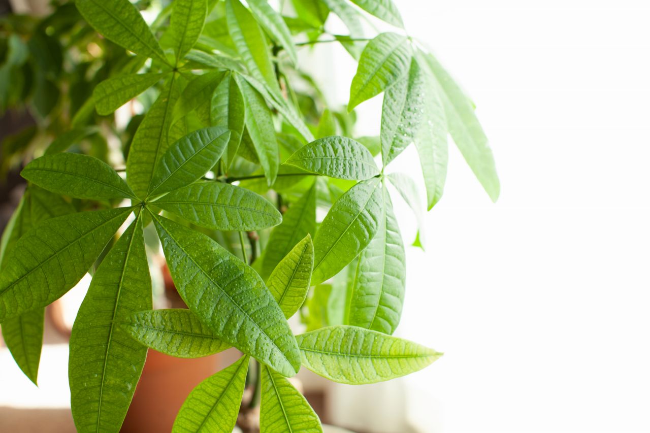 水耕栽培できる観葉植物?B：生命力が強く縁起の良い【パキラ】