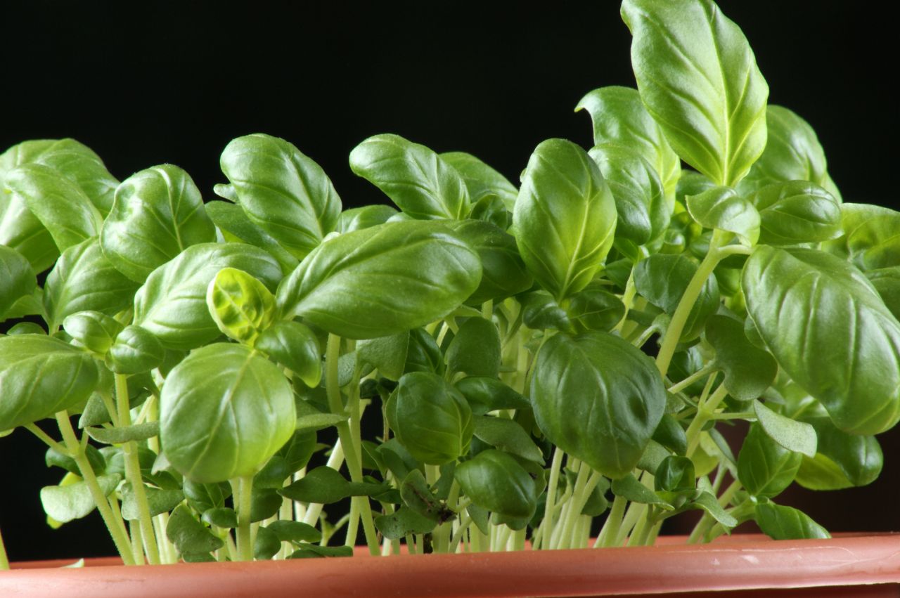 観葉植物を水耕栽培するメリットとは