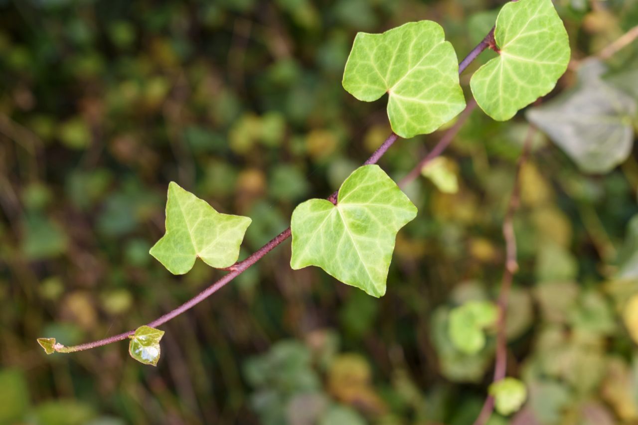 水耕栽培できる観葉植物?A：長く伸びるツルが特徴の【アイビー】