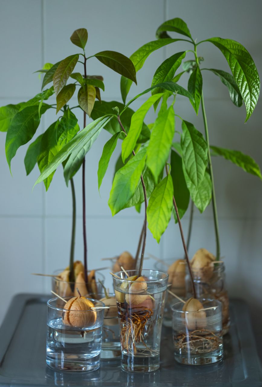 実は観葉植物にも！アボカドの特徴