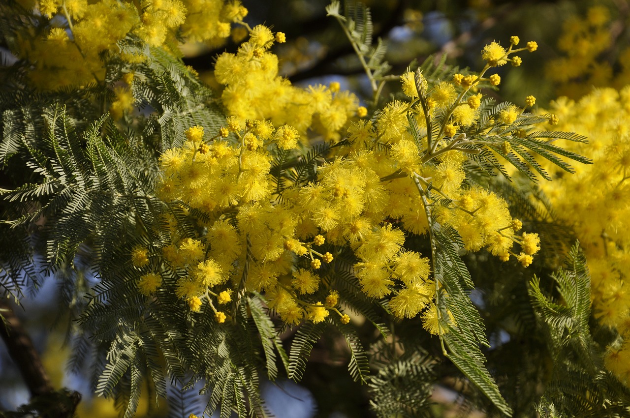 ミモザ苗を鉢植えから庭に植え替える方法！剪定・おしゃれな飾り方