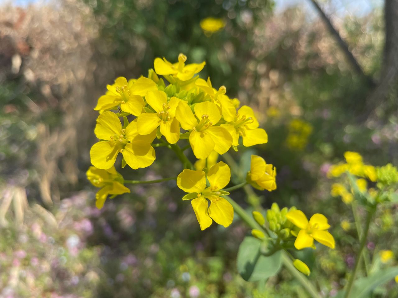 桃の花だけじゃない！ひな祭りに飾るお花一覧