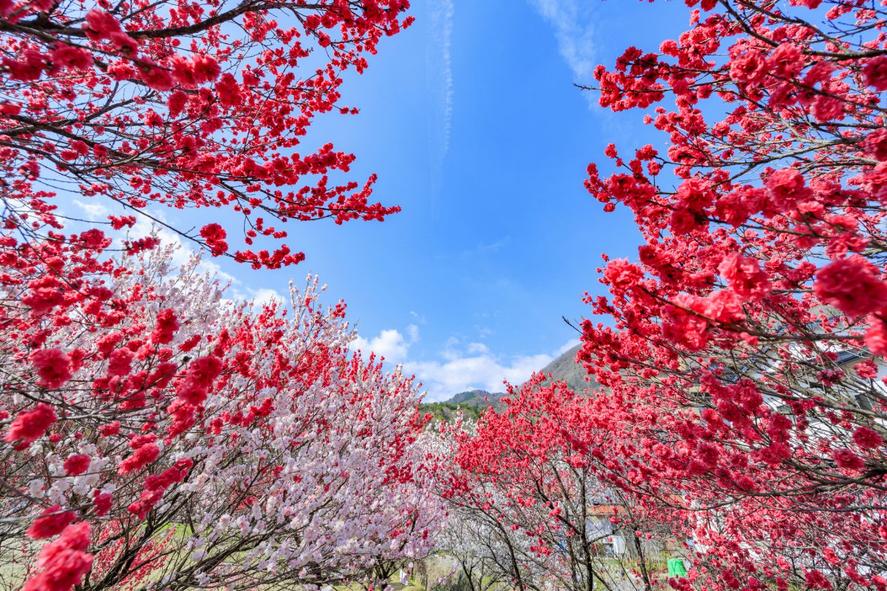 桃の花の品種には観賞用の「花桃」と食用の「実桃」がある