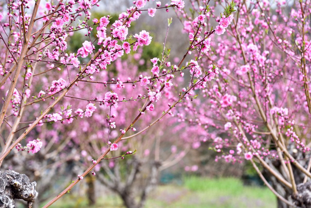 ひな祭りの飾りに使う花は造花？生花？