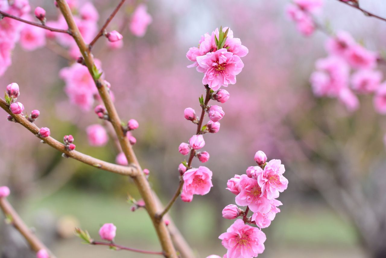 ひな祭りに花を飾るようになった由来は厄除けにある