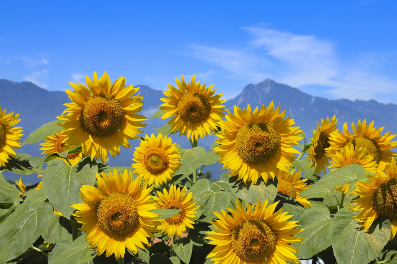 バレンタインの本命に花を贈る！花言葉で気持ちを伝えよう！