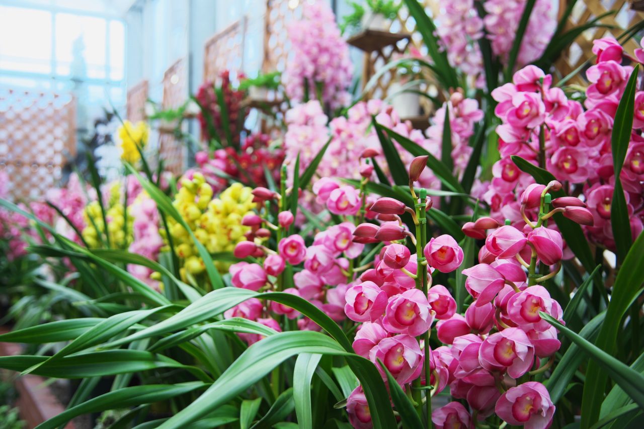 ホワイトデーのお返しのお花ギフト�Cシンビジウム