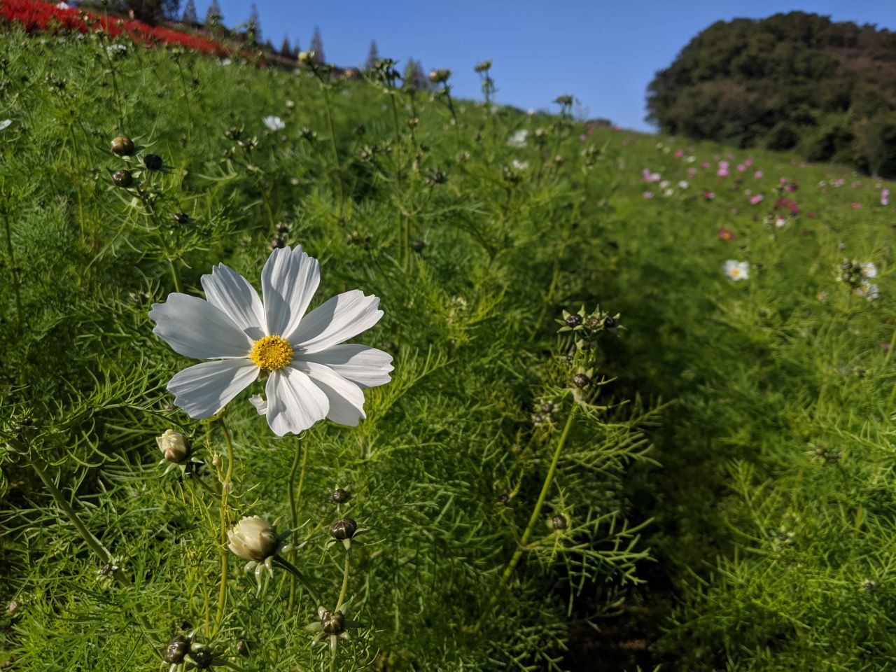 ホワイトデーのお返しのお花ギフト�Eマーガレット