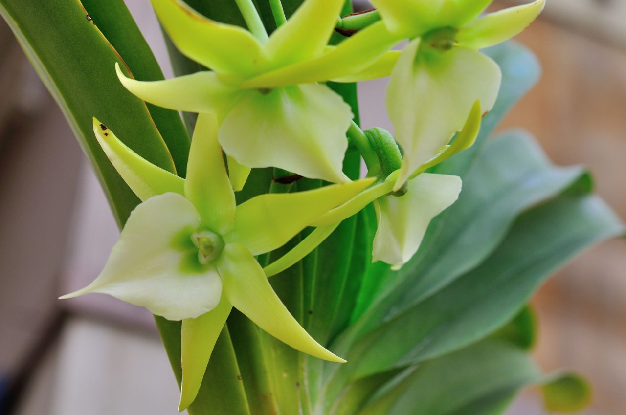 お盆に供える花言葉�A：アングレカムの「祈り」