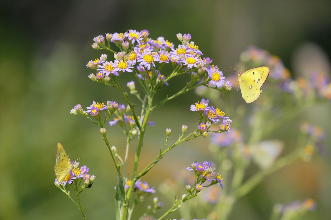 お盆に供える花言葉�D：シオンの「遠方にある人を想う」