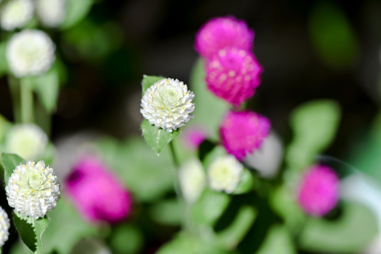 お盆に供える花言葉�F：センニチコウの「色褪せぬ愛」