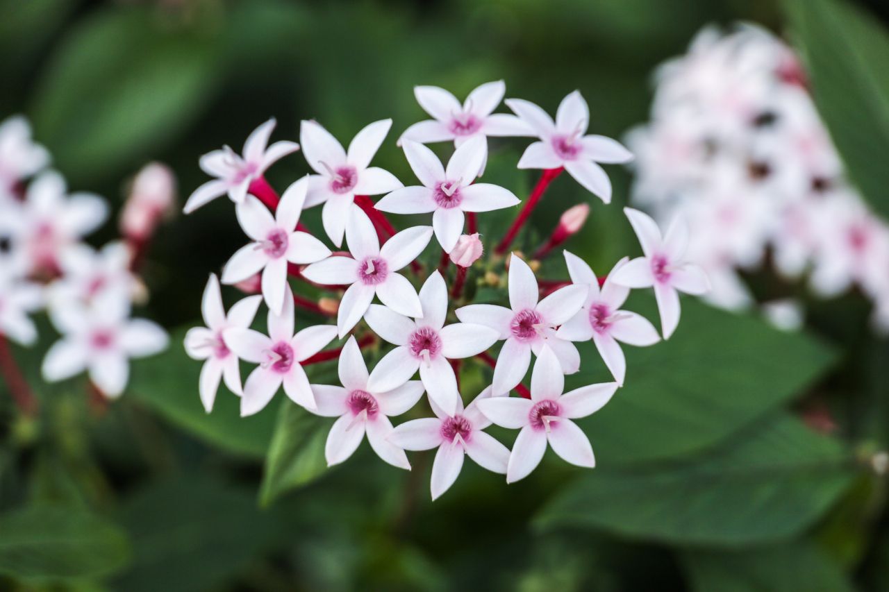 七夕に飾る星形の花�D：ペンタス