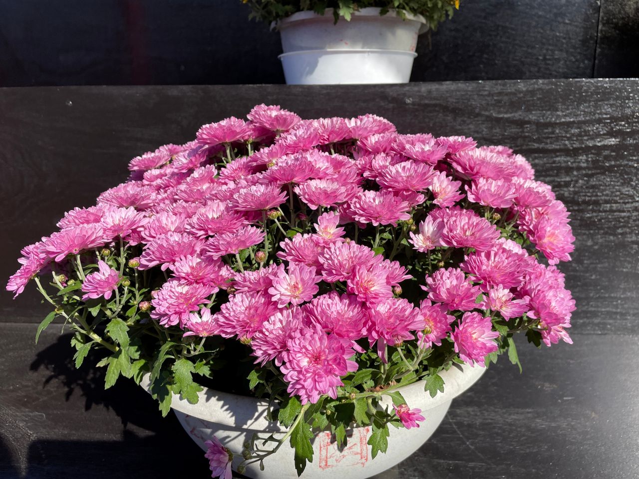 もともとは長寿のお祝い　菊の花が主役の重陽の節句