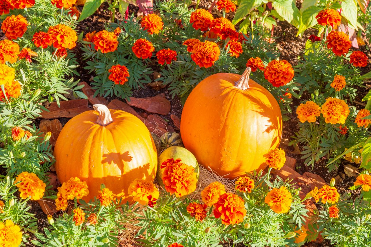 明るいオレンジ「マリーゴールド」のお花はハロウィンの代名詞？